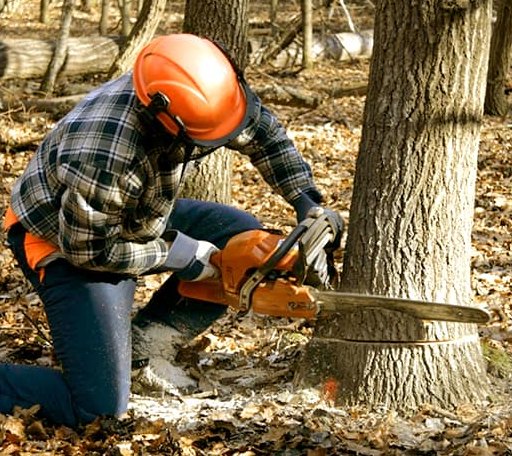 Tree Removal in Blocksburg, CA